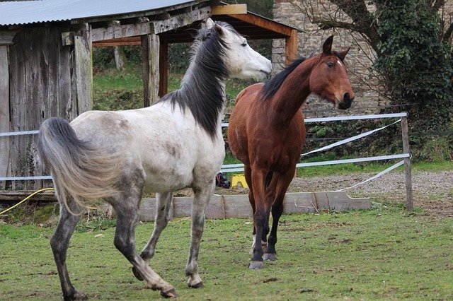 Unduh gratis Horse Horses Animals Arabian - foto atau gambar gratis untuk diedit dengan editor gambar online GIMP