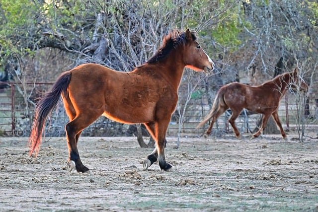 Free download horse horses equine animal mammal free picture to be edited with GIMP free online image editor