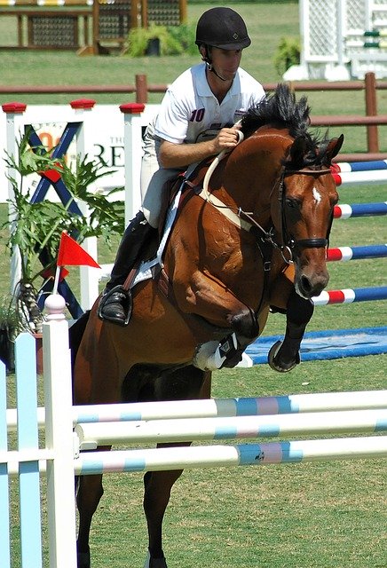 Free download Horse Horses Rider -  free illustration to be edited with GIMP free online image editor