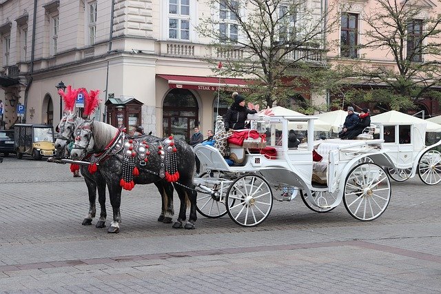 Безкоштовно завантажити Horse Horses Tandem - безкоштовне фото або зображення для редагування за допомогою онлайн-редактора зображень GIMP