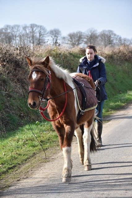 Free download horse horse walk mane horse riding free picture to be edited with GIMP free online image editor