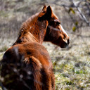 Horse in the forest  screen for extension Chrome web store in OffiDocs Chromium