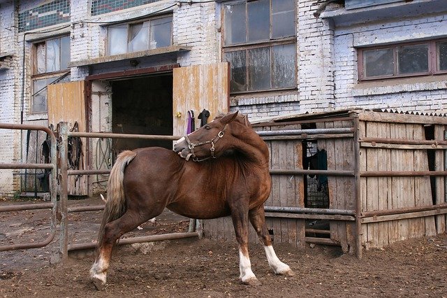 Descarga gratuita Horse Itches Mare Tickled - foto o imagen gratis para editar con el editor de imágenes en línea GIMP
