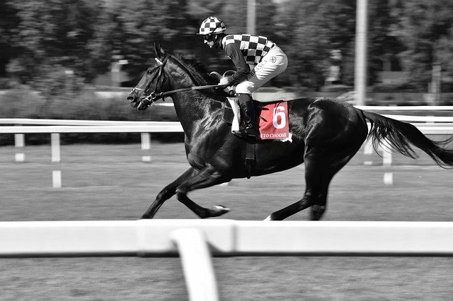 Free download Horse Jockey Stallion -  free photo or picture to be edited with GIMP online image editor