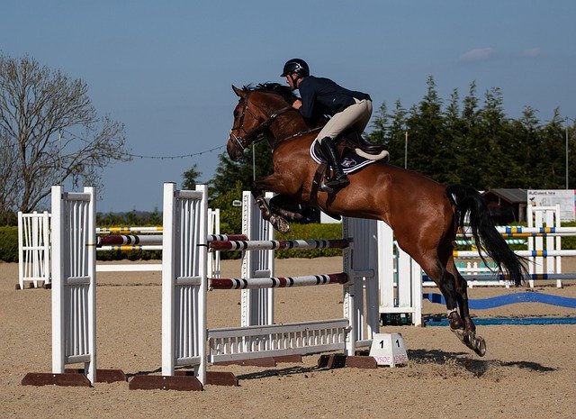 Free download Horse Jumping -  free photo or picture to be edited with GIMP online image editor