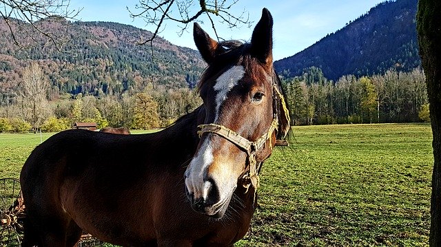 Template Photo Horse Kaltblut Upper Bavaria -  for OffiDocs