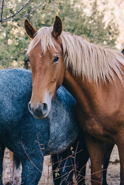 Free download horse kz kazakhstan lenger kazy free picture to be edited with GIMP free online image editor