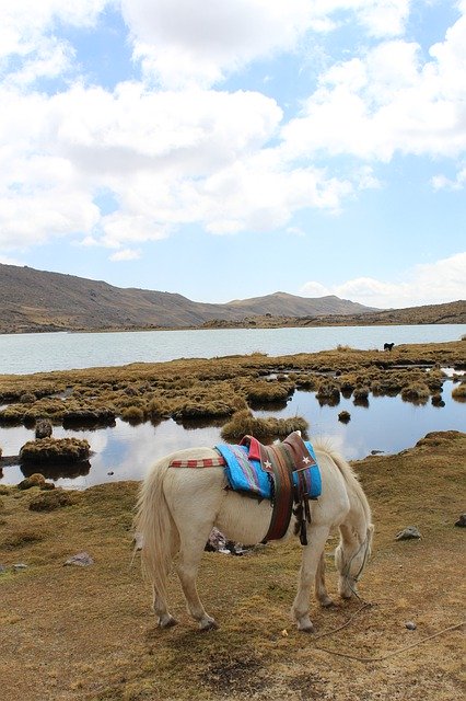 Tải xuống miễn phí Horse Laguna - ảnh hoặc ảnh miễn phí được chỉnh sửa bằng trình chỉnh sửa ảnh trực tuyến GIMP