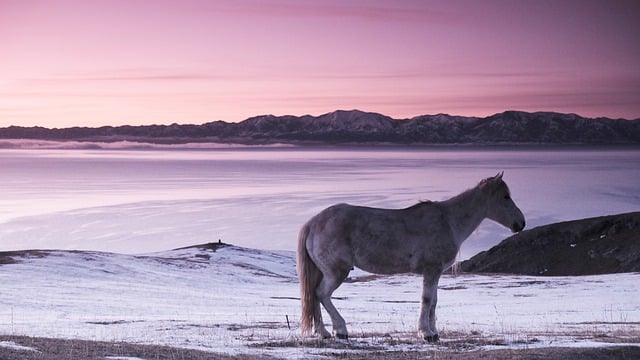 Free download horse lake morning glow winter free picture to be edited with GIMP free online image editor
