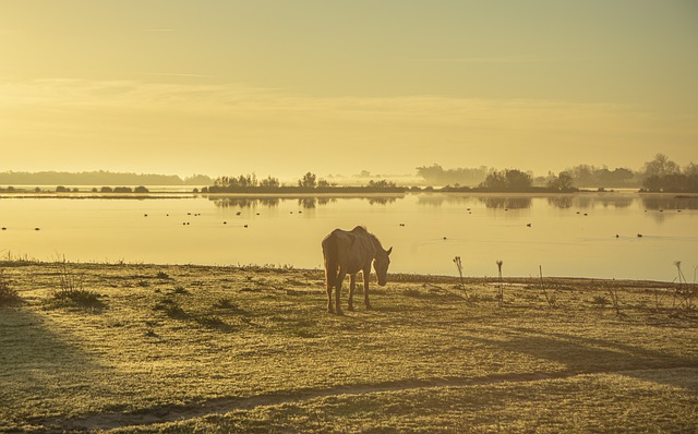Free download horse landscape river marsh huelva free picture to be edited with GIMP free online image editor
