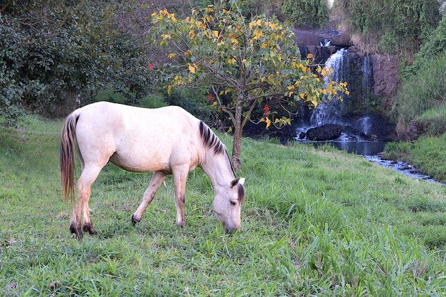 Free picture Horse Landscape Stream -  to be edited by GIMP free image editor by OffiDocs