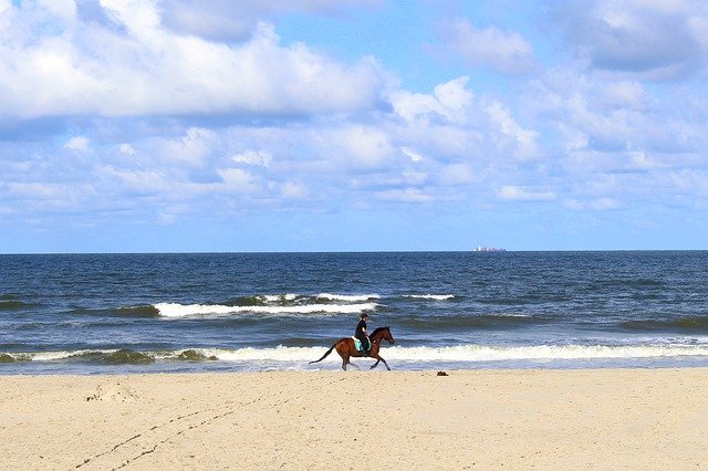 Free download Horse Langeoog Nature -  free photo or picture to be edited with GIMP online image editor