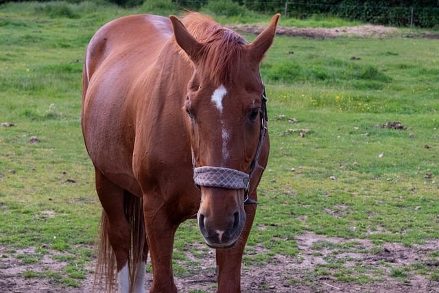 Free download horse mammal brown pasture meadow free picture to be edited with GIMP free online image editor