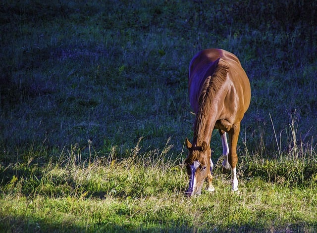 Free download horse mammal equestrian animal free picture to be edited with GIMP free online image editor