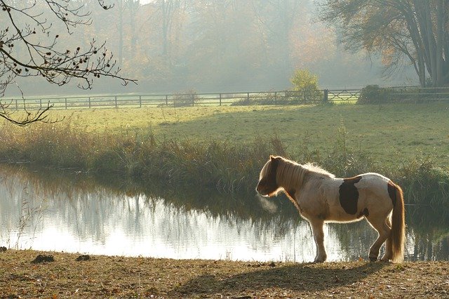 Template Photo Horse Mammal Fauna Farm -  for OffiDocs