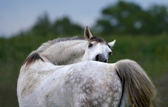 Free download horse mammal white scratch animal free picture to be edited with GIMP free online image editor