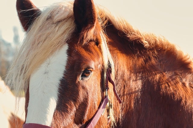 Free download horse mane horse eye riding stable free picture to be edited with GIMP free online image editor