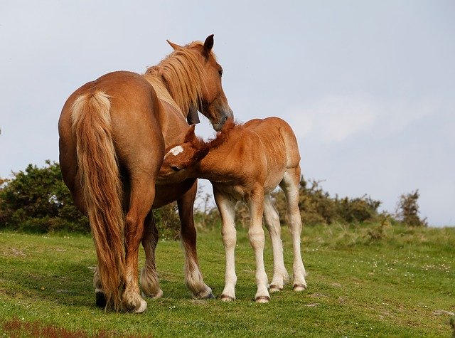 Muat turun percuma Horse Mare Colt - foto atau gambar percuma untuk diedit dengan editor imej dalam talian GIMP