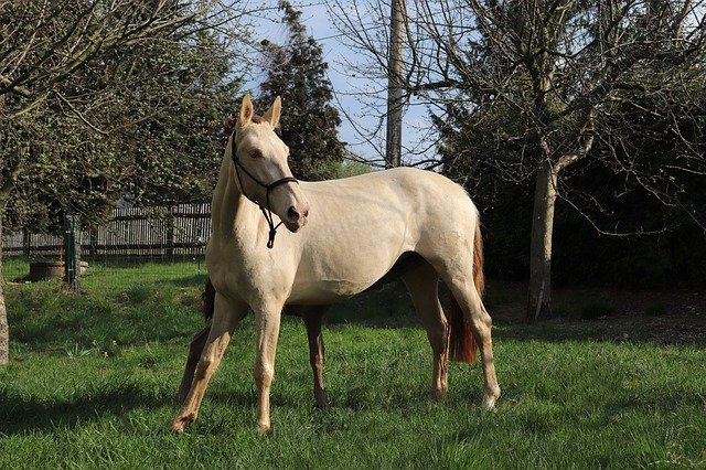 تنزيل مجاني Horse Meadow Mare - صورة مجانية أو صورة يتم تحريرها باستخدام محرر الصور عبر الإنترنت GIMP