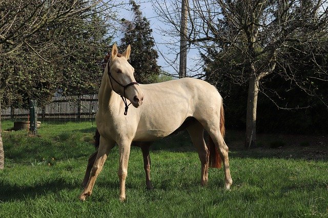 বিনামূল্যে ডাউনলোড করুন Horse Meadow Mare - বিনামূল্যে ছবি বা ছবি GIMP অনলাইন ইমেজ এডিটর দিয়ে সম্পাদনা করতে হবে