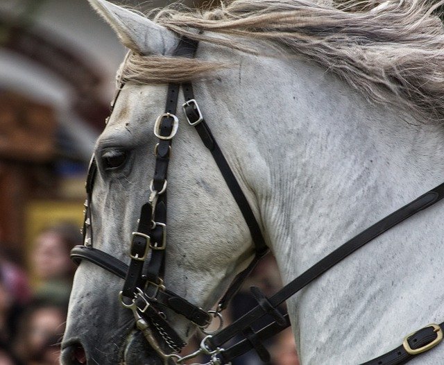 Free download Horse Mold Ride -  free photo or picture to be edited with GIMP online image editor