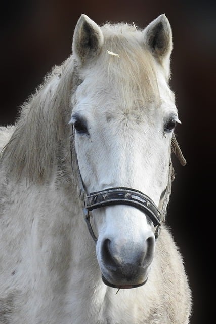 تنزيل مجاني لصورة مجانية لقالب الحصان للثدييات الحيوانية ليتم تحريرها باستخدام محرر الصور المجاني على الإنترنت من GIMP