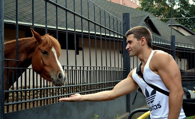 Безкоштовно завантажте Horse Muscle Men - безкоштовну безкоштовну фотографію чи малюнок для редагування в онлайн-редакторі зображень GIMP