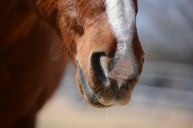 Free download horse muzzle animal nature gelding free picture to be edited with GIMP free online image editor