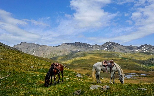 Free download Horse Nature Animals -  free photo or picture to be edited with GIMP online image editor