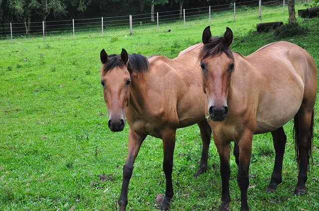 הורדה חינם של Horse Nature Field תבנית תמונה בחינם לעריכה עם עורך התמונות המקוון GIMP