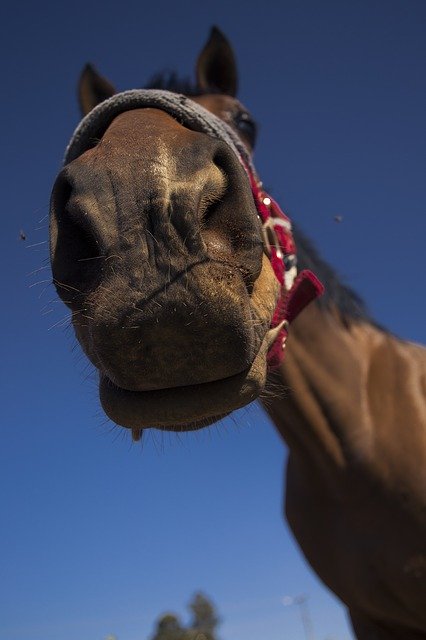 Unduh gratis Horse Nature Funny - foto atau gambar gratis untuk diedit dengan editor gambar online GIMP