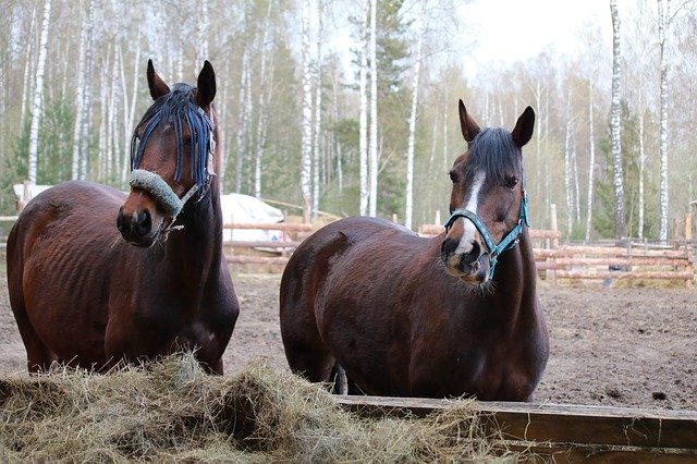 Descărcare gratuită Horse Nature Horses - fotografie sau imagini gratuite pentru a fi editate cu editorul de imagini online GIMP