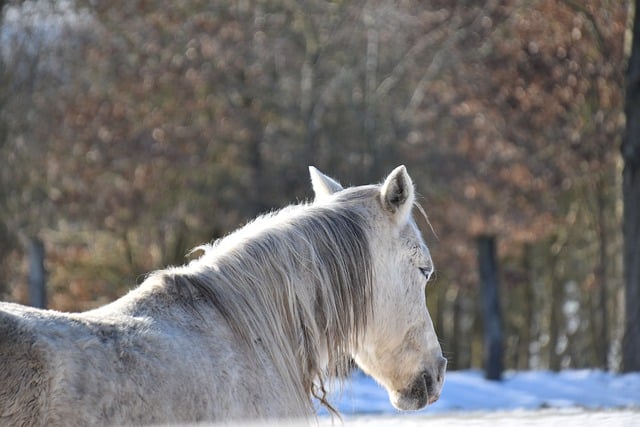 Free download horse nature snow equine free picture to be edited with GIMP free online image editor