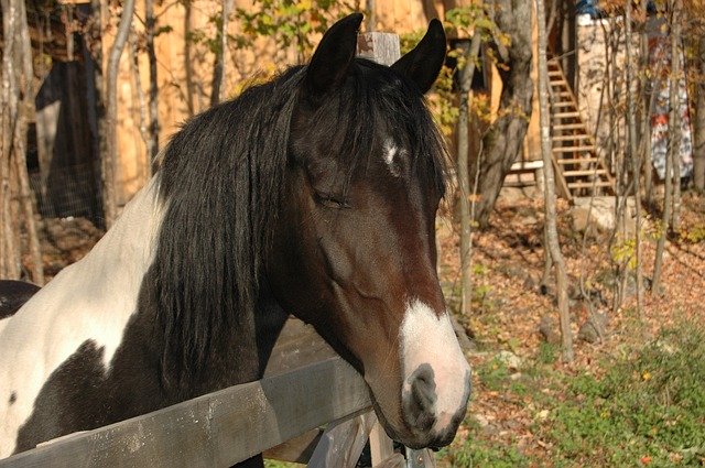 Descarga gratuita Horse Paint Farm: foto o imagen gratuita para editar con el editor de imágenes en línea GIMP