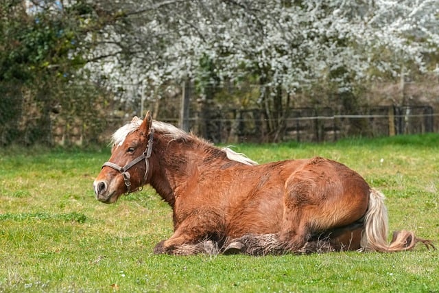 Free download horse pasture comtois spring free picture to be edited with GIMP free online image editor