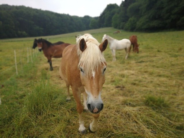 Gratis download Horse Pasture Nature - gratis foto of afbeelding om te bewerken met GIMP online afbeeldingseditor