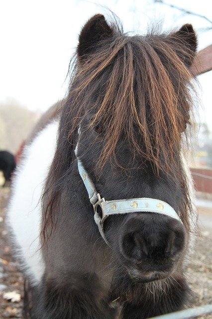 Free picture Horse Pony -  to be edited by GIMP free image editor by OffiDocs