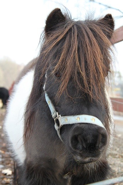 Descărcare gratuită Horse Pony - fotografie sau imagini gratuite pentru a fi editate cu editorul de imagini online GIMP