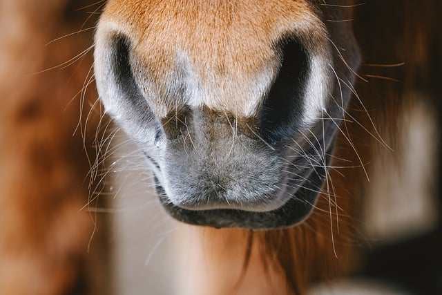 Free download horse pony animal mammal close up free picture to be edited with GIMP free online image editor