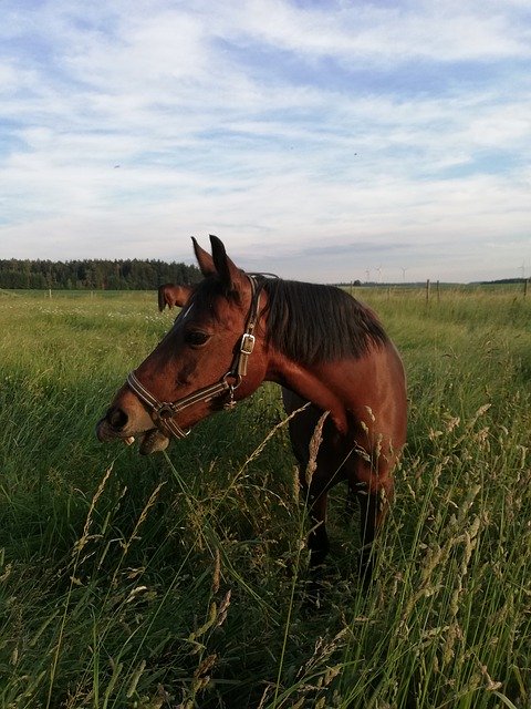 Free download Horse Pony Coupling -  free photo or picture to be edited with GIMP online image editor
