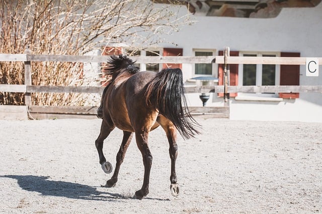 Descarga gratuita de imagen gratuita de caballo pony con boquilla de acoplamiento al aire libre para editar con el editor de imágenes en línea gratuito GIMP
