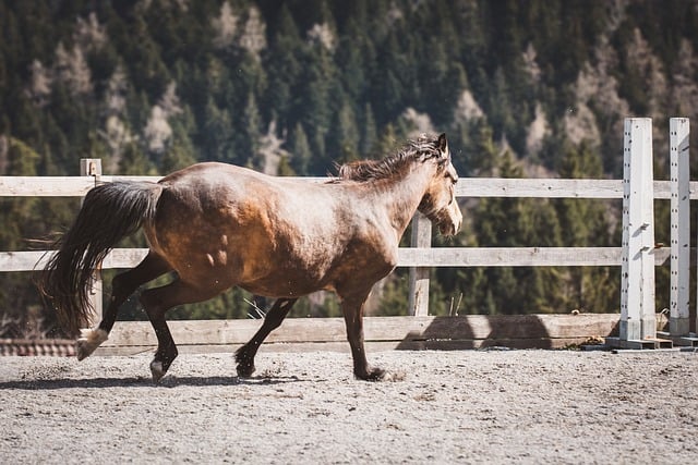 Free download horse pony cub coupling move free picture to be edited with GIMP free online image editor