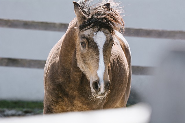 Free download horse pony cub head blaze mare free picture to be edited with GIMP free online image editor