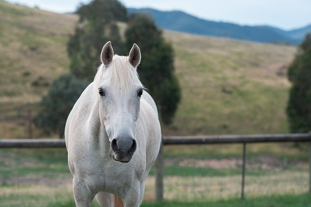 Unduh gratis Horse Pony Equine Australian - foto atau gambar gratis untuk diedit dengan editor gambar online GIMP