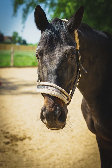 ดาวน์โหลดฟรี Horse pony equine equestrian ฟรีเพื่อแก้ไขด้วย GIMP โปรแกรมแก้ไขรูปภาพออนไลน์ฟรี