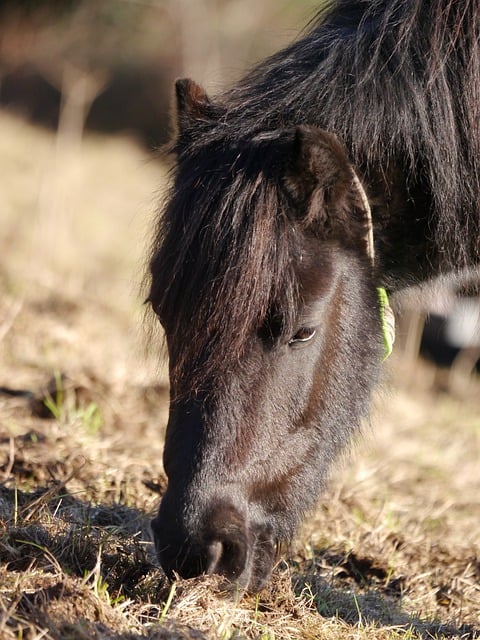 Free download horse pony equine head shot free picture to be edited with GIMP free online image editor
