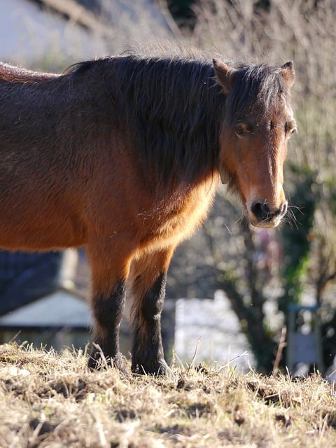 Free download horse pony equine mammal winter free picture to be edited with GIMP free online image editor