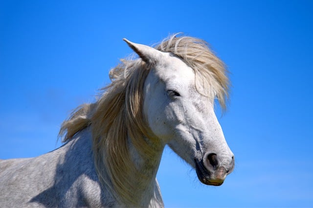 Gratis download paard pony Eriskay wit paard gratis foto om te bewerken met GIMP gratis online afbeeldingseditor