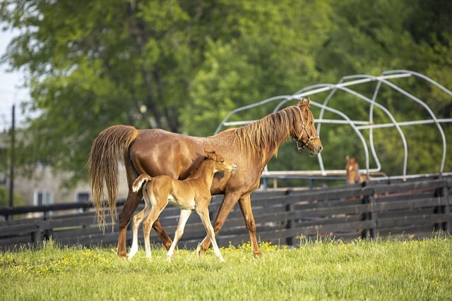 Free download horse pony grassland baby fence free picture to be edited with GIMP free online image editor