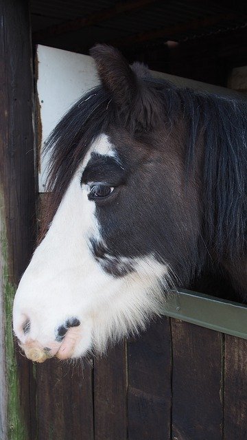 دانلود رایگان Horse Pony Head - عکس یا تصویر رایگان قابل ویرایش با ویرایشگر تصویر آنلاین GIMP